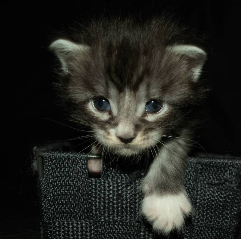Captain Jack Harkness mc hof maine coon