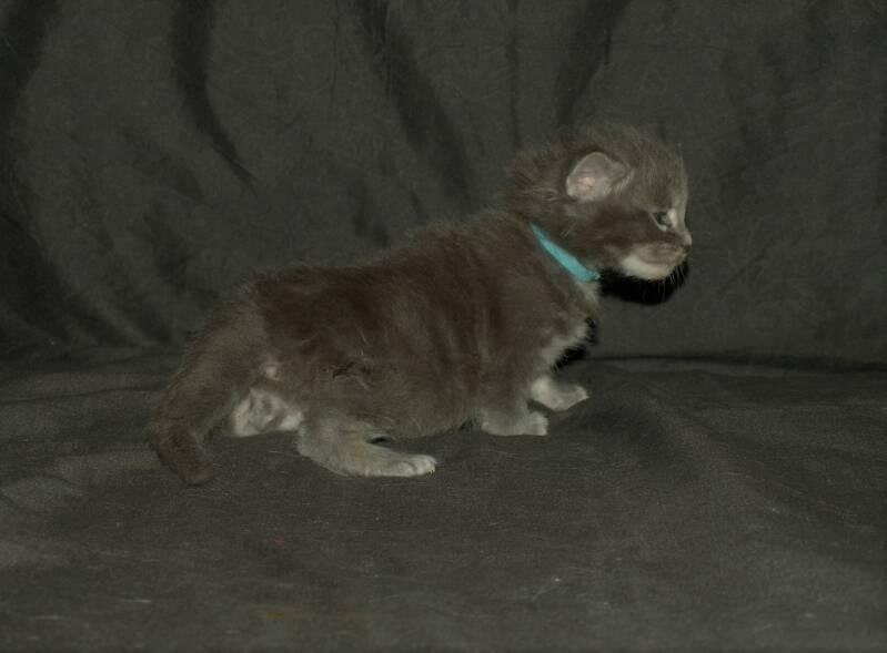 Caitlin Blackwood (Amilia) mc hof maine coon