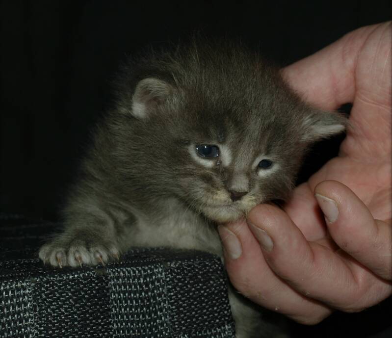 Caitlin Blackwood (Amilia) mc hof maine coon