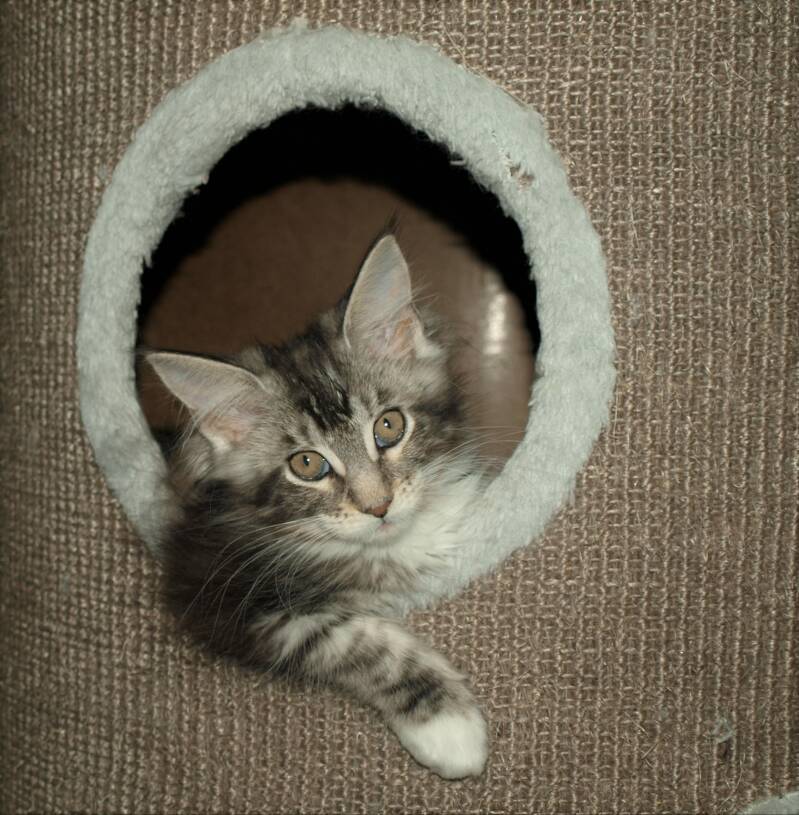 Sjakie stevens mc hof maine coon