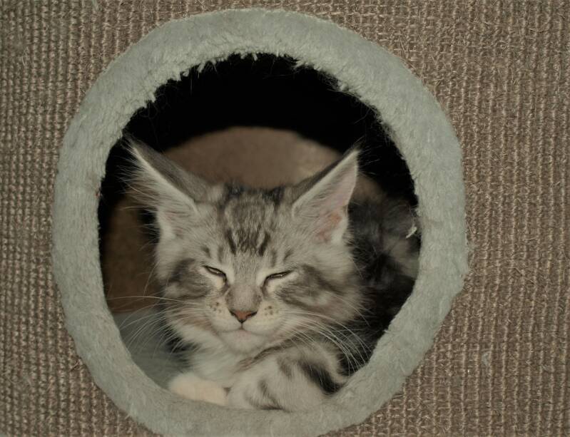 Willie Wonka Mc Hof Maine coon