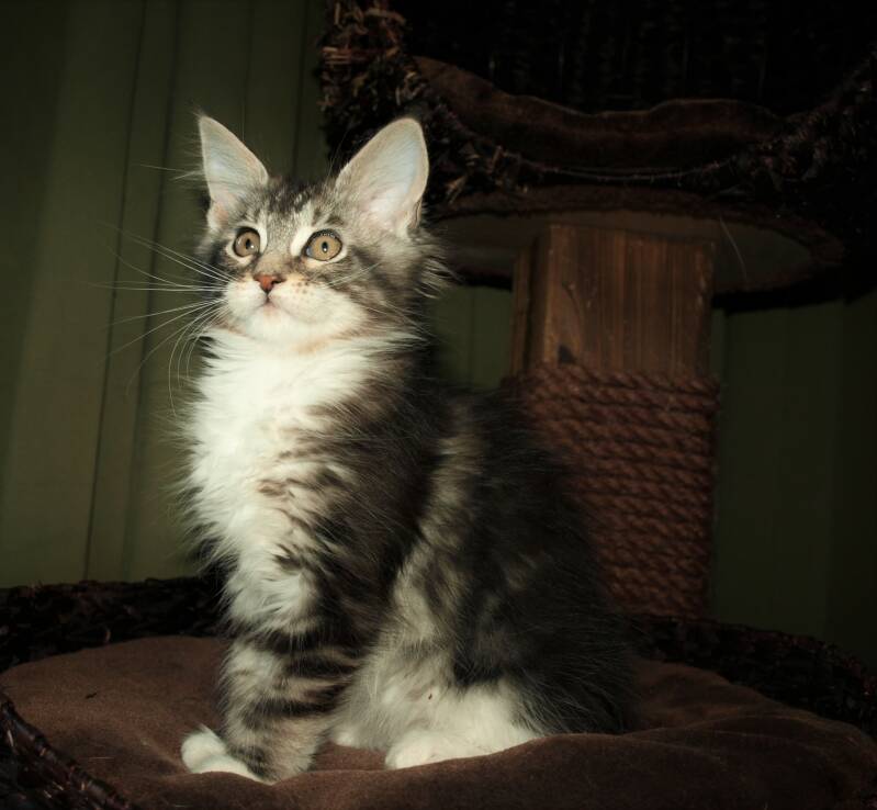 Sjakie stevens mc hof maine coon