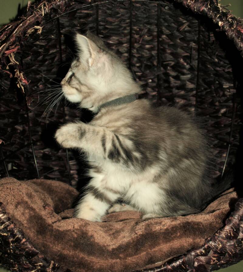 Violet  Beauderest mc hof maine coon