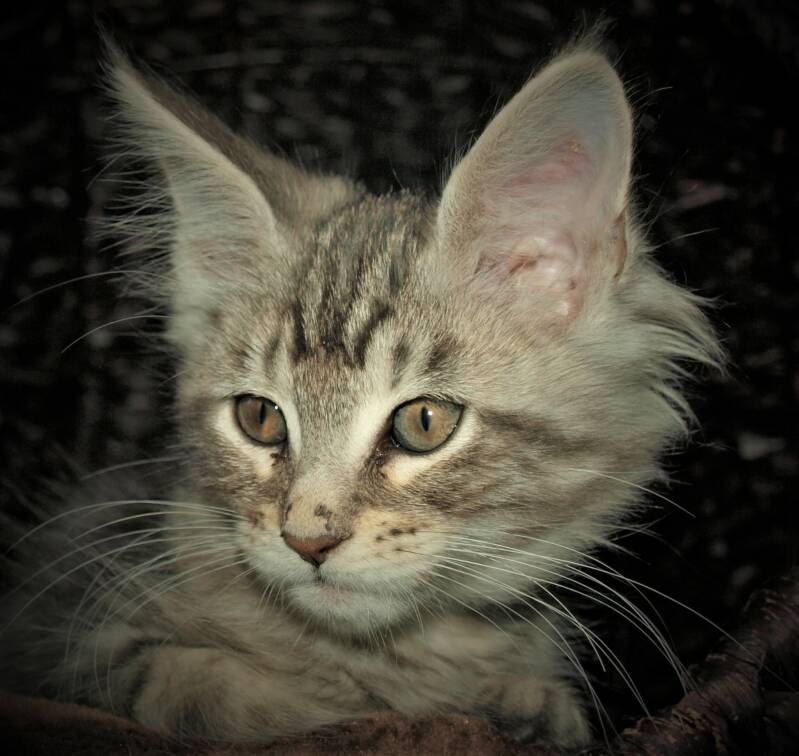 Violet  Beauderest mc hof maine coon