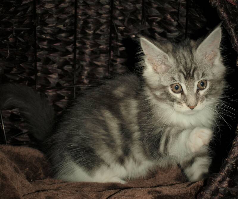 Veruca peper mc hof maine coon