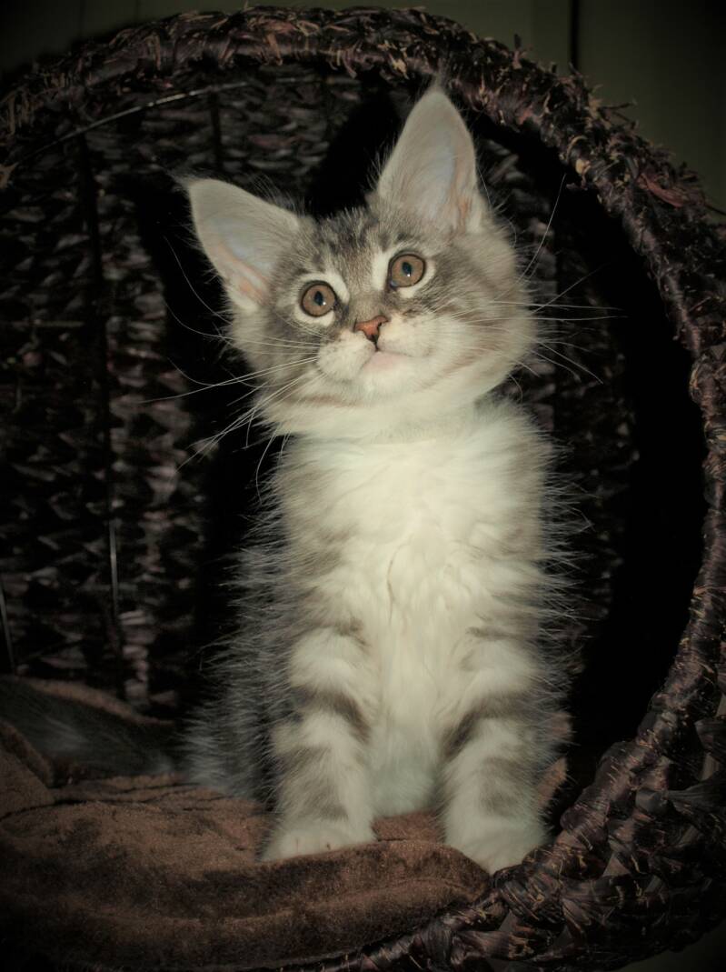 Veruca peper mc hof maine coon