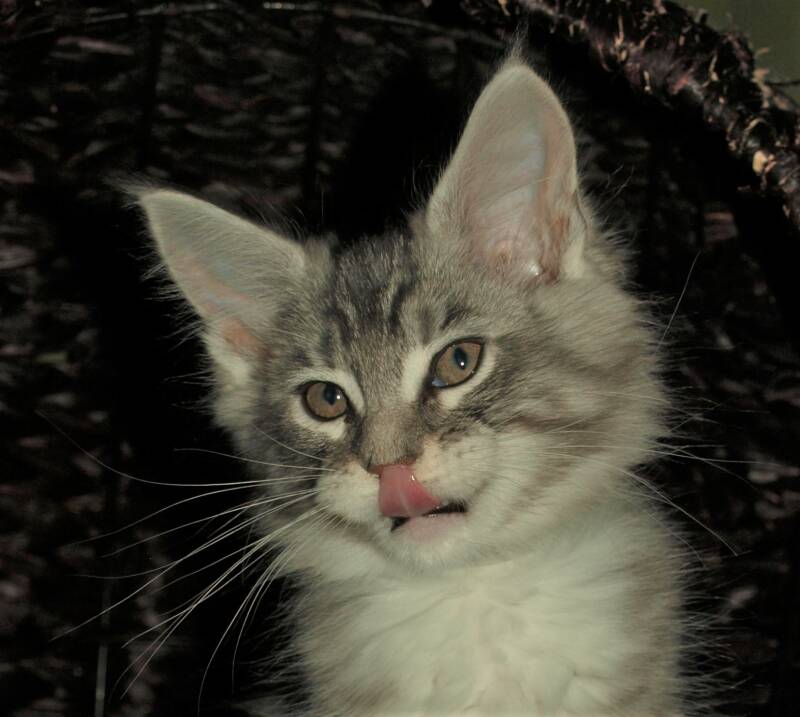 Veruca peper mc hof maine coon