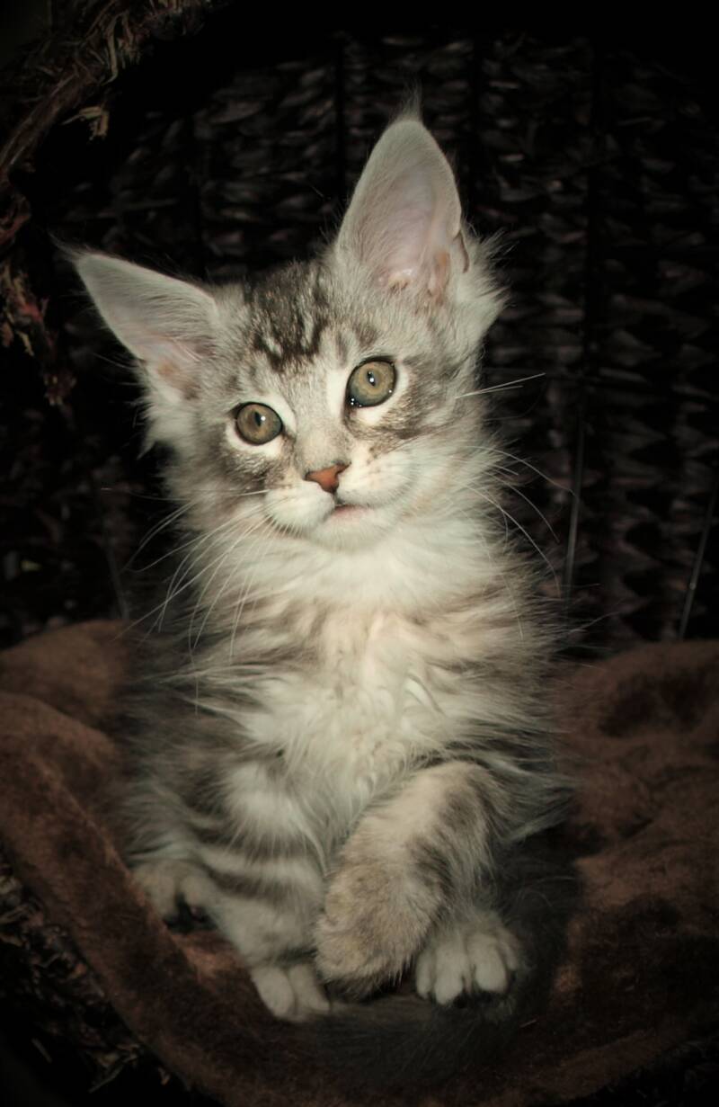 Joris Teevee mc hof maine coon