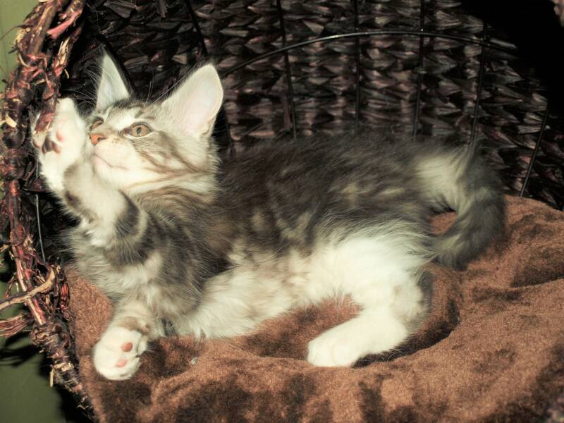 Willie Wonka Mc Hof Maine coon