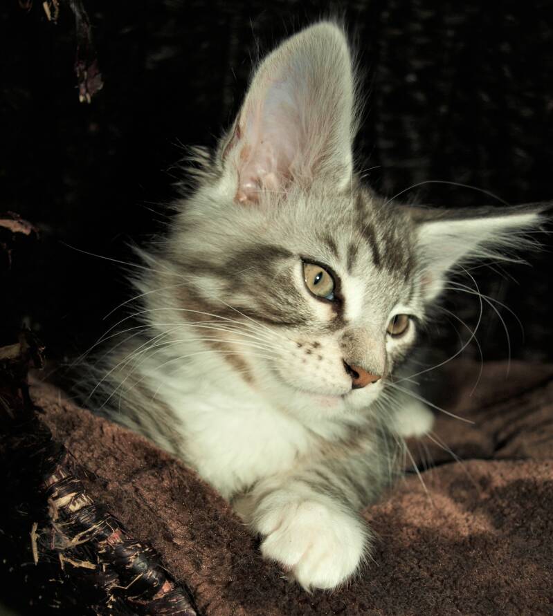 Willie Wonka Mc Hof Maine coon