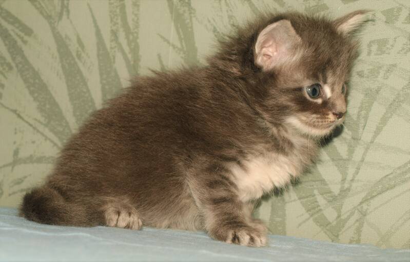 Victoria Waterfield mc hof maine coon