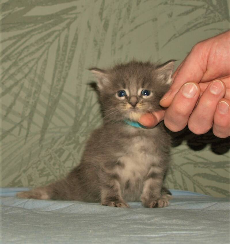Caitlin Blackwood (Amilia) mc hof maine coon