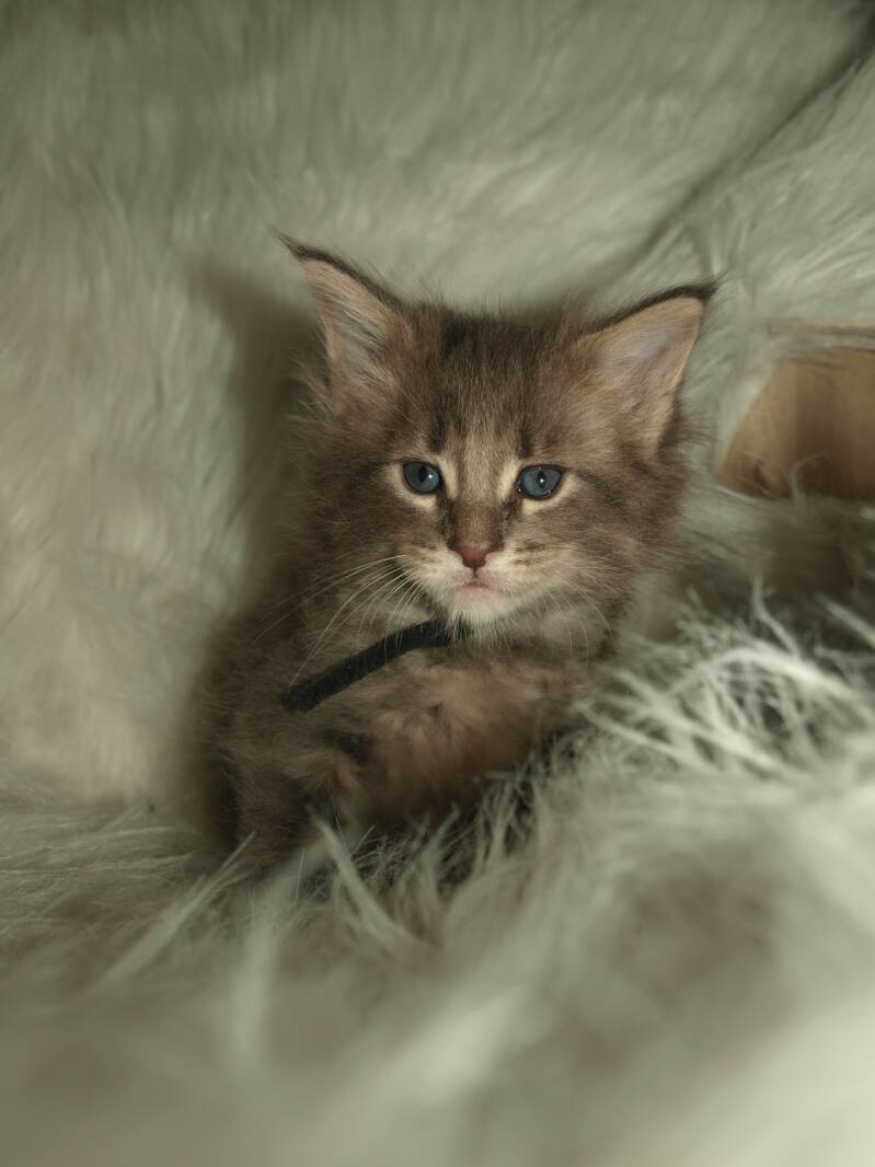 Graaf Olaf Grafhart 5 weken