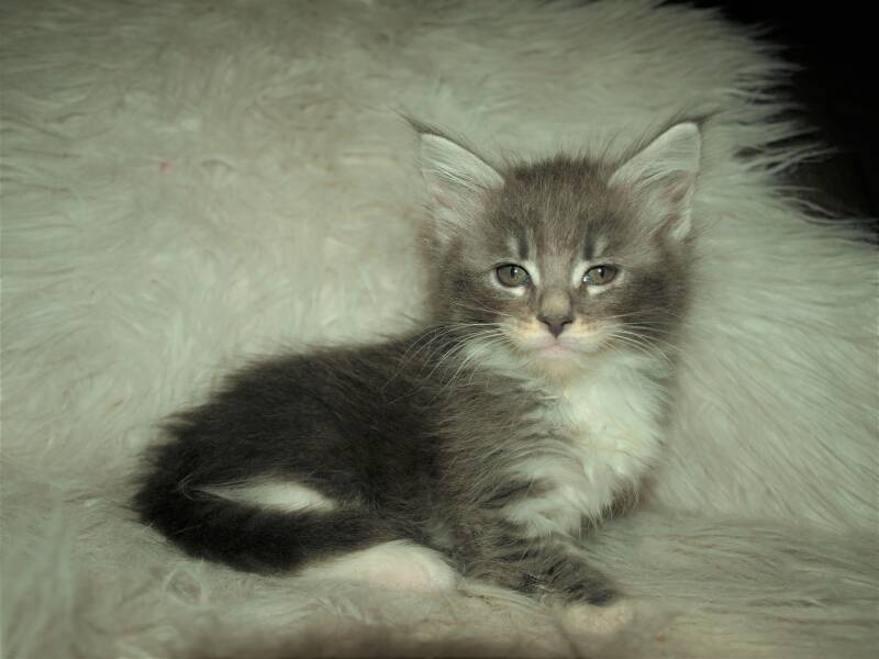 Billie Potts mc hof maine coon