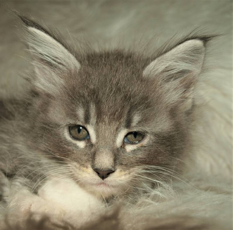 Billie Potts mc hof maine coon