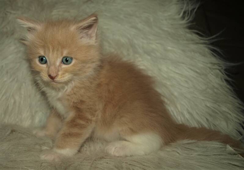 Jamie MC Crimmon mc hof maine coon