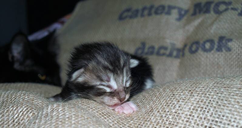 Veruca peper mc hof maine coon