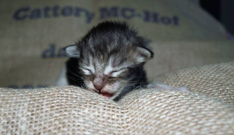 Veruca peper mc hof maine coon