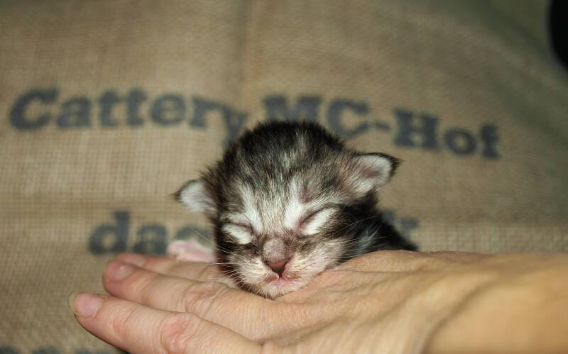 Veruca peper mc hof maine coon