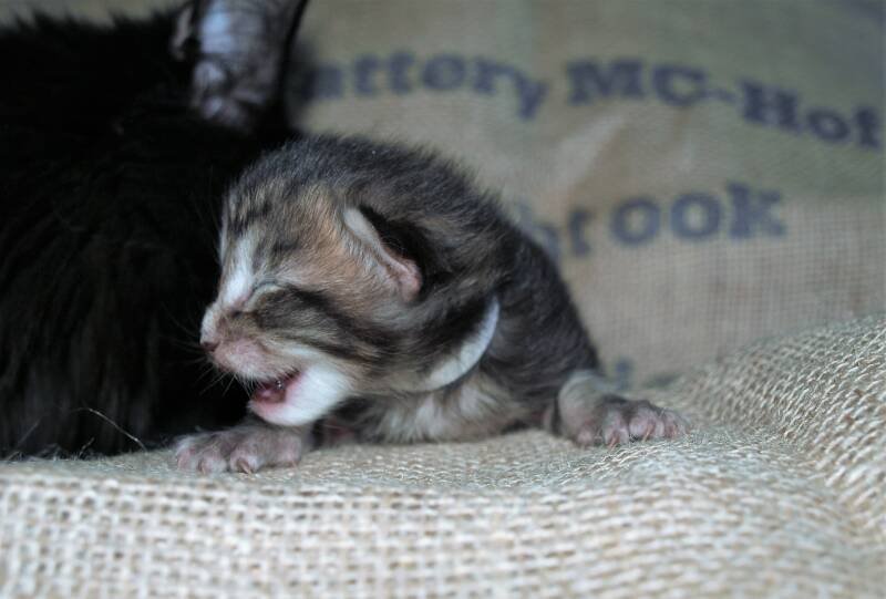 Violet  Beauderest mc hof maine coon