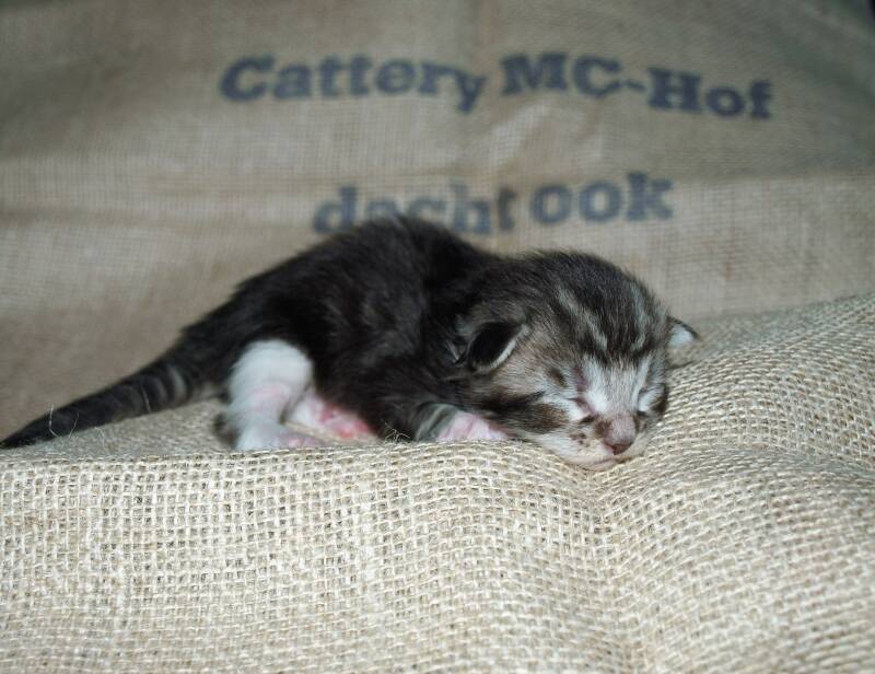 Willie Wonka mc hof maine coon