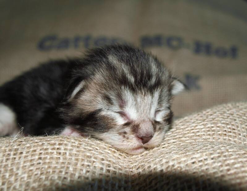 Willie Wonka mc hof maine coon