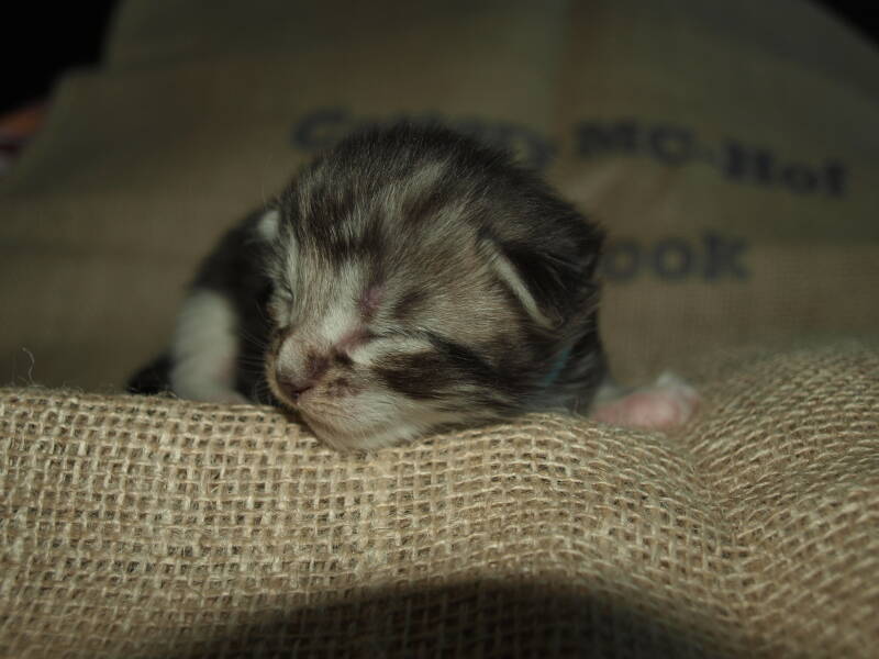 Willie Wonka mc hof maine coon