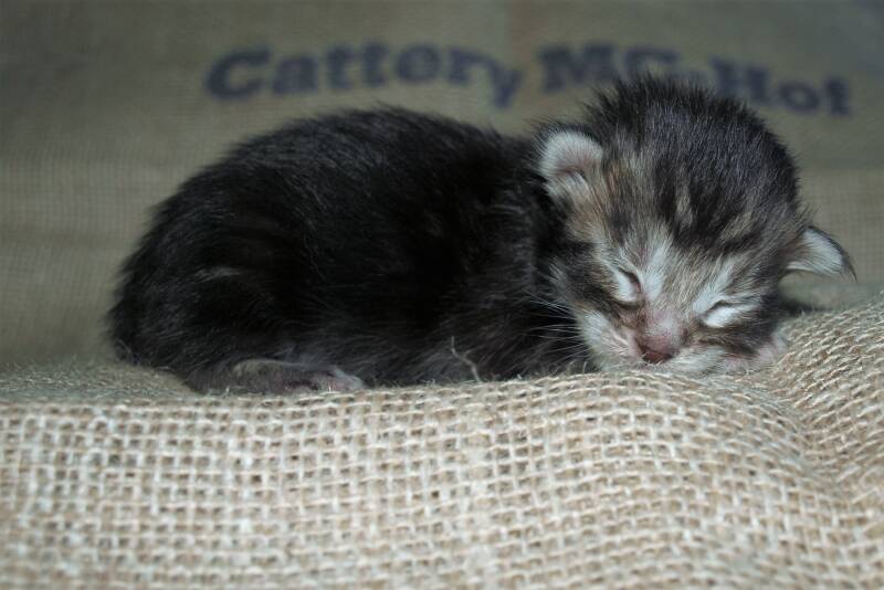 Joris Teevee  mc hof maine coon