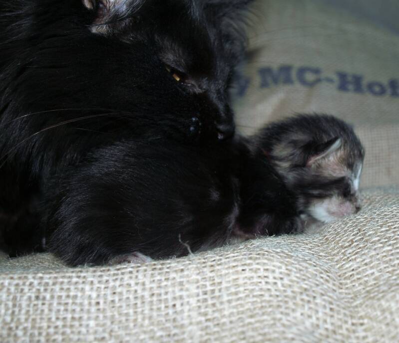 Joris Teevee  mc hof maine coon