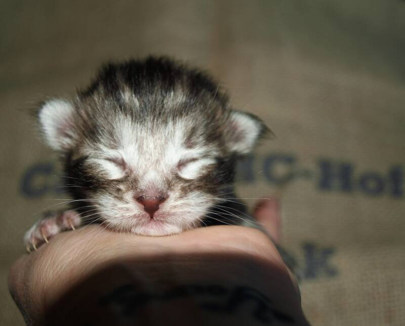 Joris Teevee  mc hof maine coon