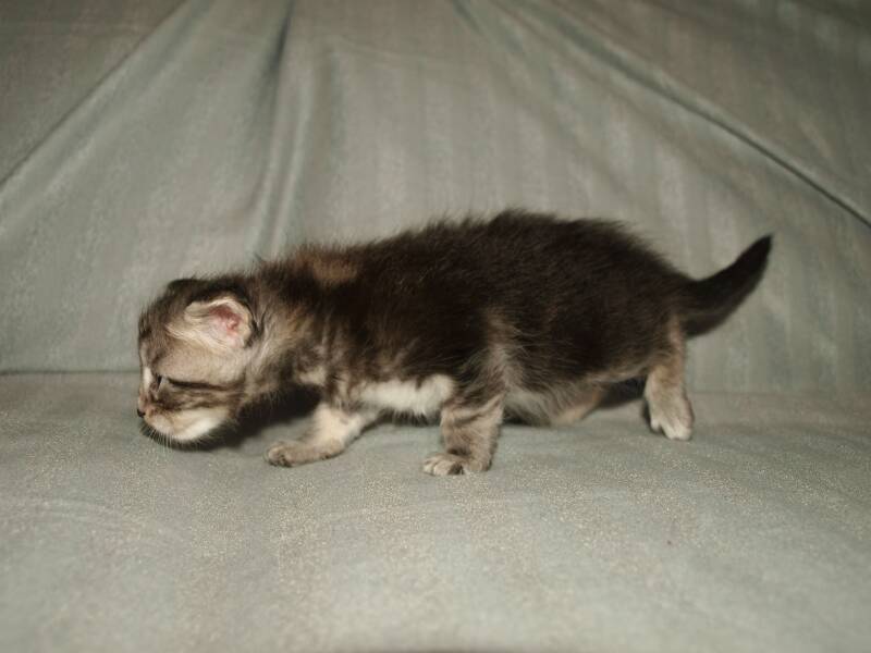 Violet  Beauderest mc hof maine coon