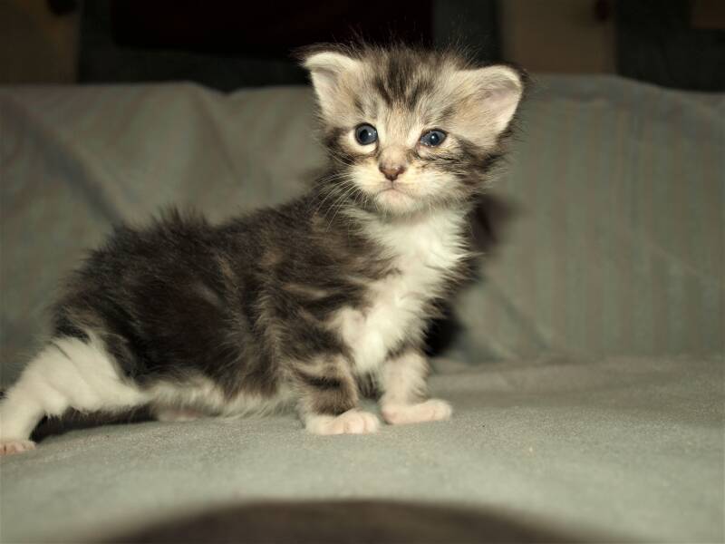 Caspar Slok mc hof maine coon