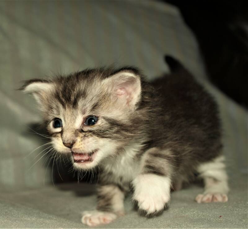 Caspar Slok mc hof maine coon