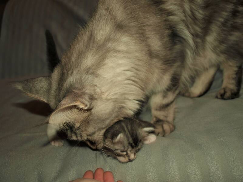 Caspar Slok mc hof maine coon