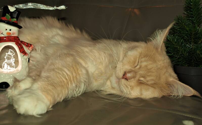 Mufasa mc hof maine coon