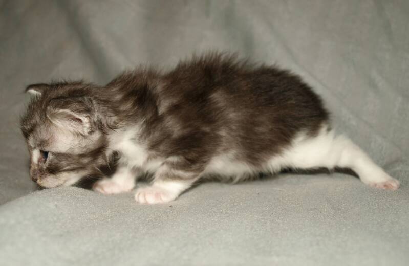 Veruca peper mc hof maine coon