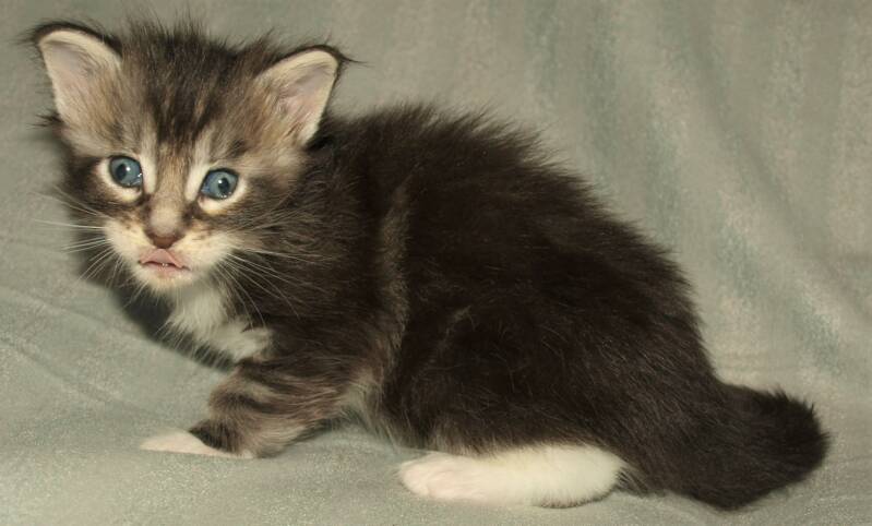 Sjakie stevens mc hof maine coon