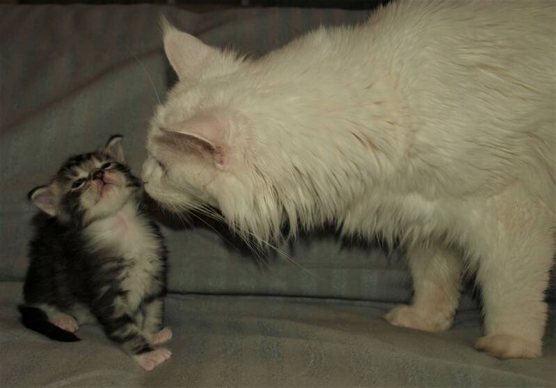 Willie Wonka mc hof maine coon