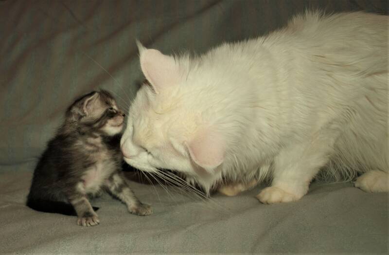 Joris Teevee mc hof maine coon