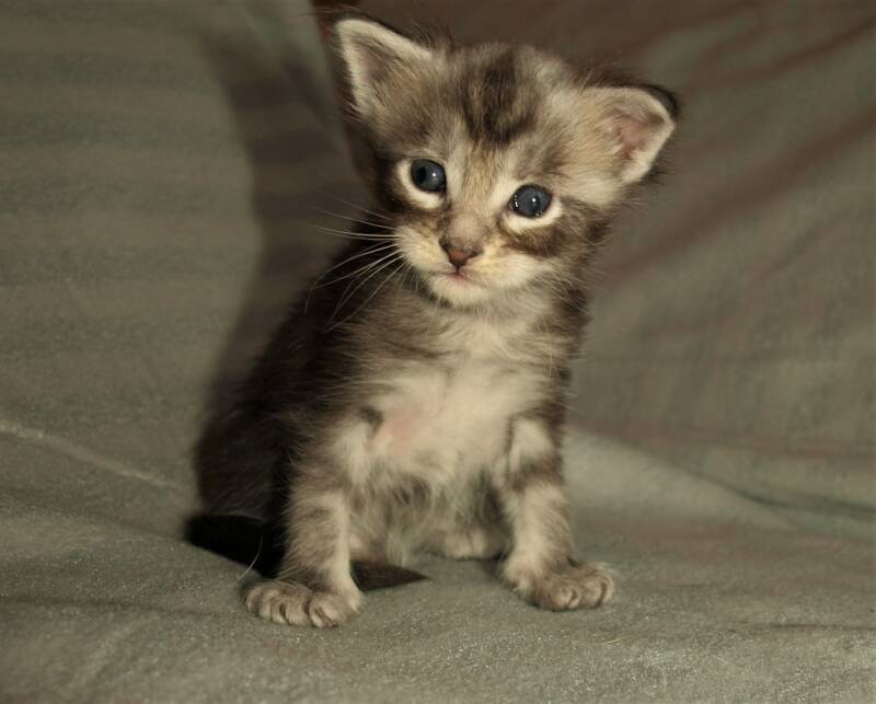 Joris Teevee mc hof maine coon