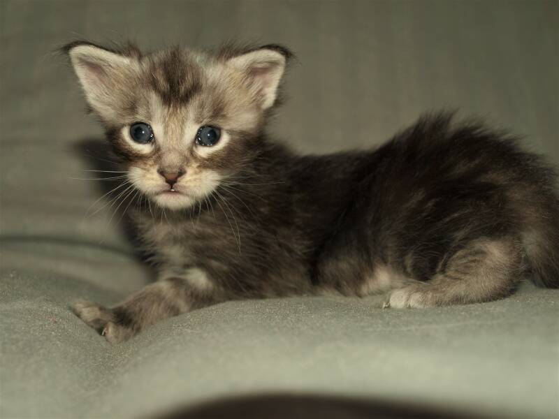 Joris Teevee mc hof maine coon