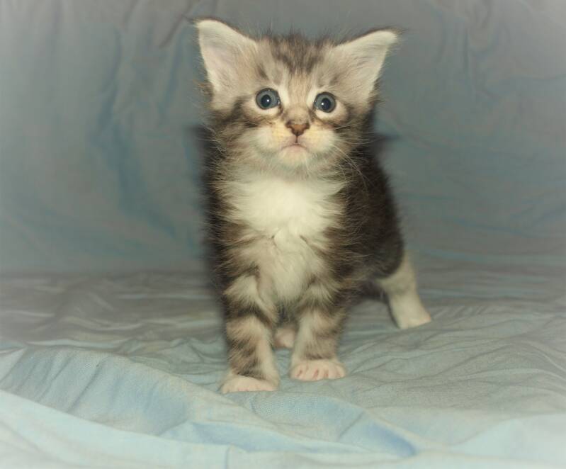 Caspar Slok mc hof maine coon