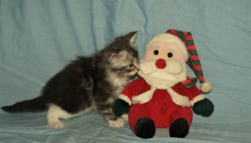 Caspar Slok mc hof maine coon