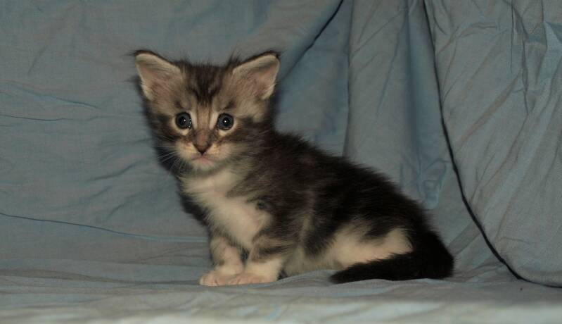 Veruca peper mc hof maine coon