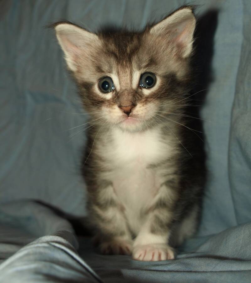 Veruca peper mc hof maine coon