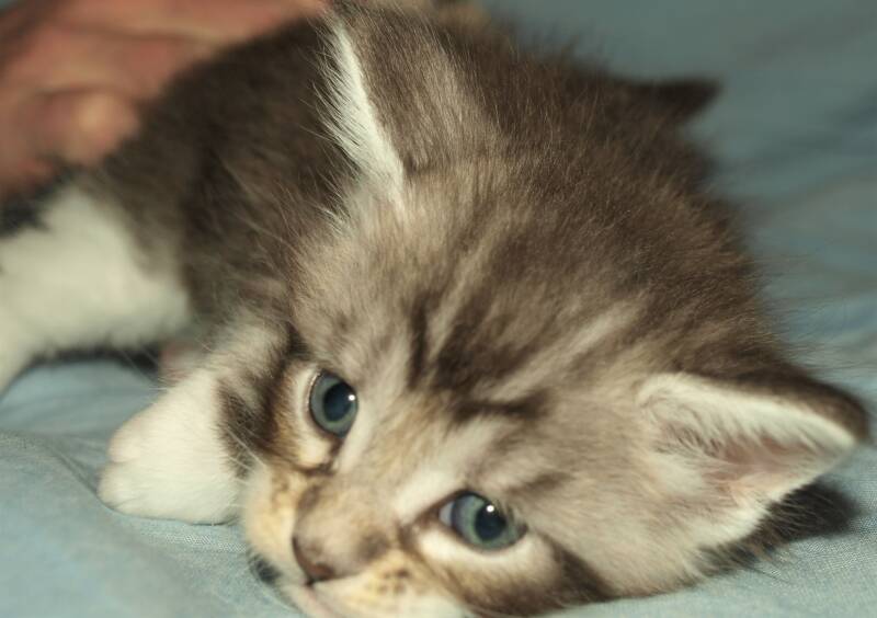 Willie Wonka mc hof maine coon