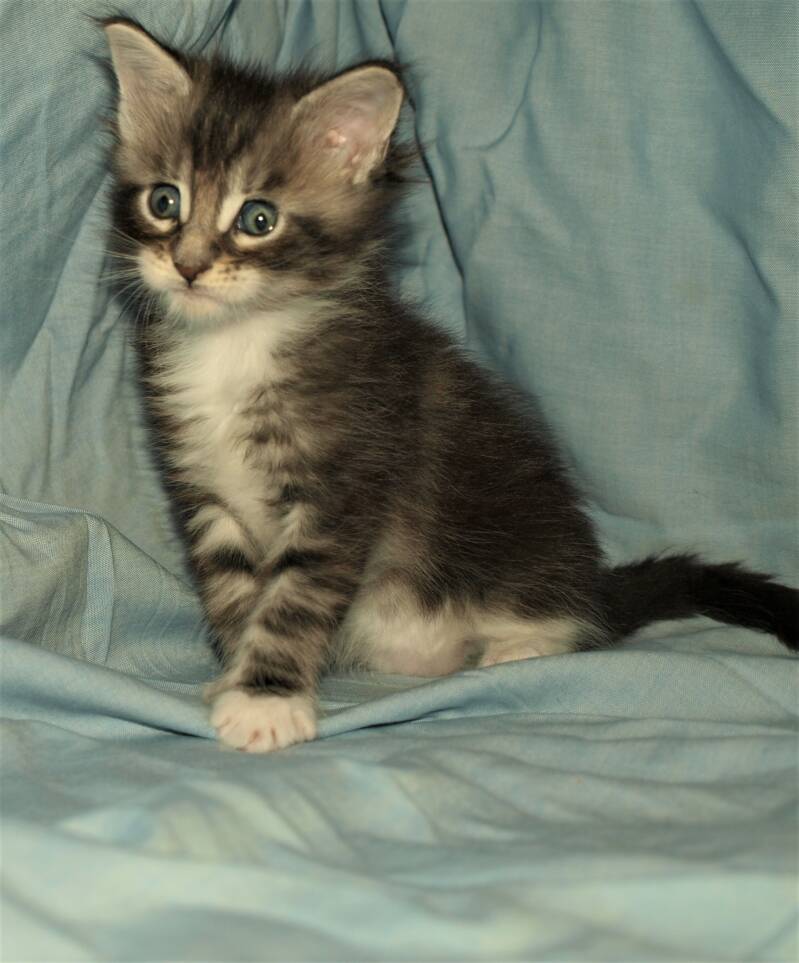 Sjakie stevens mc hof maine coon