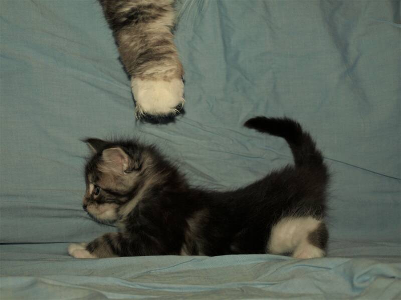 Sjakie stevens mc hof maine coon