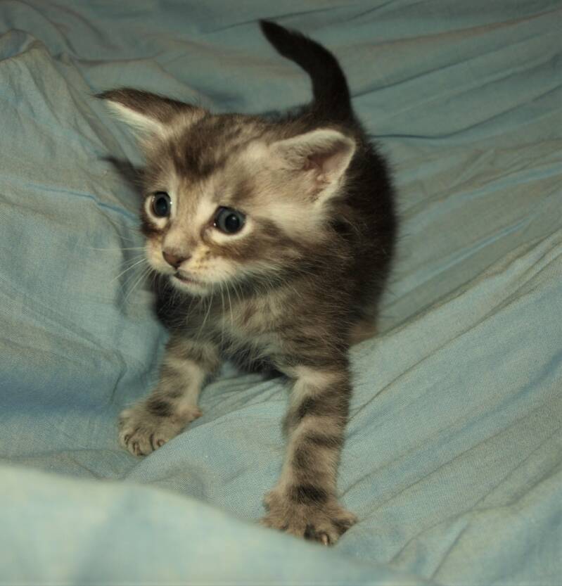 Joris Teevee mc hof maine coon