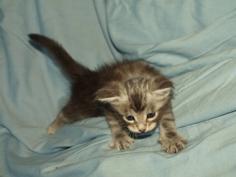 Joris Teevee mc hof maine coon